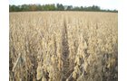 Property photo 32 - 75+/- Acres in 9 Tracts